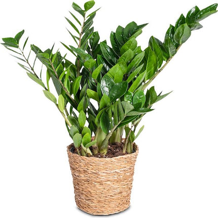 ZZ-Plant - Zamioculcas Zamiifolia Emerald Palm in mand hoogte 70cm potmaat 17cm