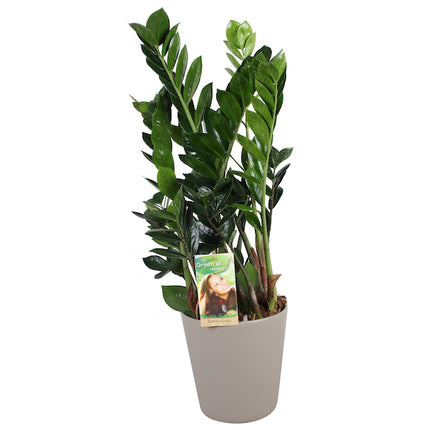 ZZ-Plant - Zamioculcas Zamiifolia Emerald Palm in taupe pot hoogte 70cm potmaat 17cm