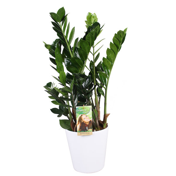 ZZ-Plant - Zamioculcas Zamiifolia Emerald Palm in witte pot hoogte 70cm potmaat 17cm