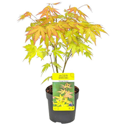 Japanse Esdoorn Acer Palmatum Orange Dream