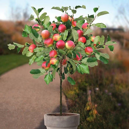 Appelboom Malus Domestica Jonagold met appels