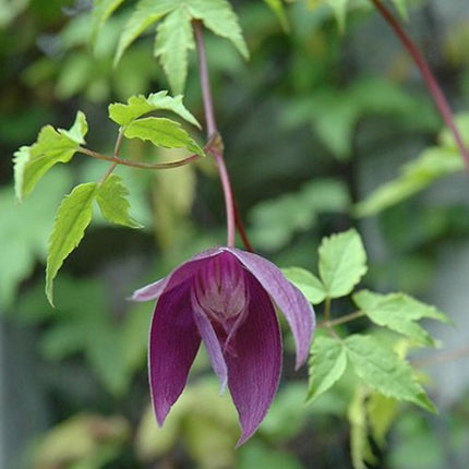 bosrank clematis bosrank alpina bloem