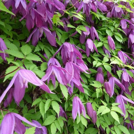 Bosrank Clematis Alpina struik