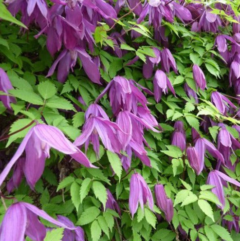 Bosrank Clematis Alpina struik