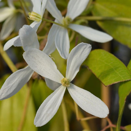 Bosrank - Clematis Armandii wit hoogte 65cm potmaat 15cm