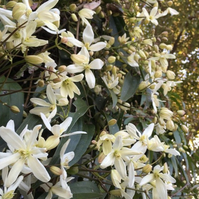 Bosrank - Clematis Armandii wit hoogte 65cm potmaat 15cm