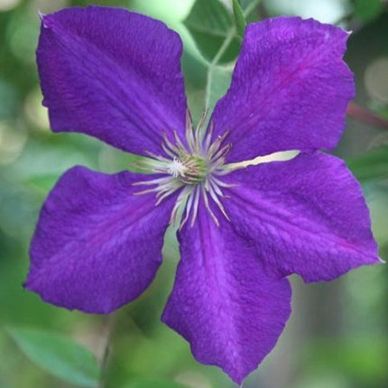 bosrank clematis jackmanii bloem