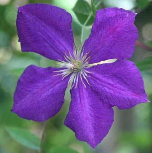 Bosrank - Clematis Jackmanii paars hoogte 65cm potmaat 15cm