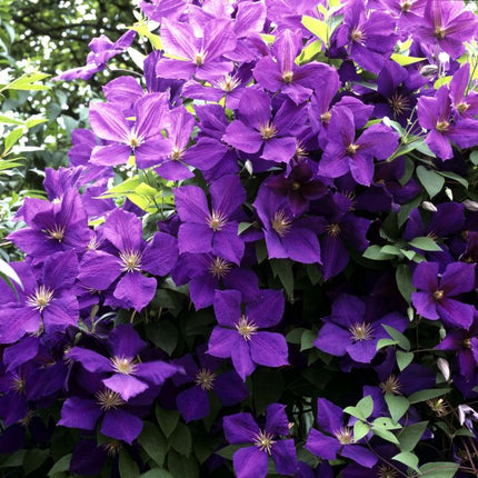 Bosrank - Clematis Jackmanii paars hoogte 65cm potmaat 15cm