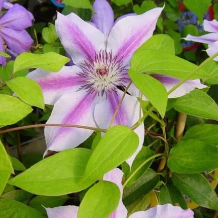 Bosrank - Clematis Nelly Moser lichtroze hoogte 65cm potmaat 15cm