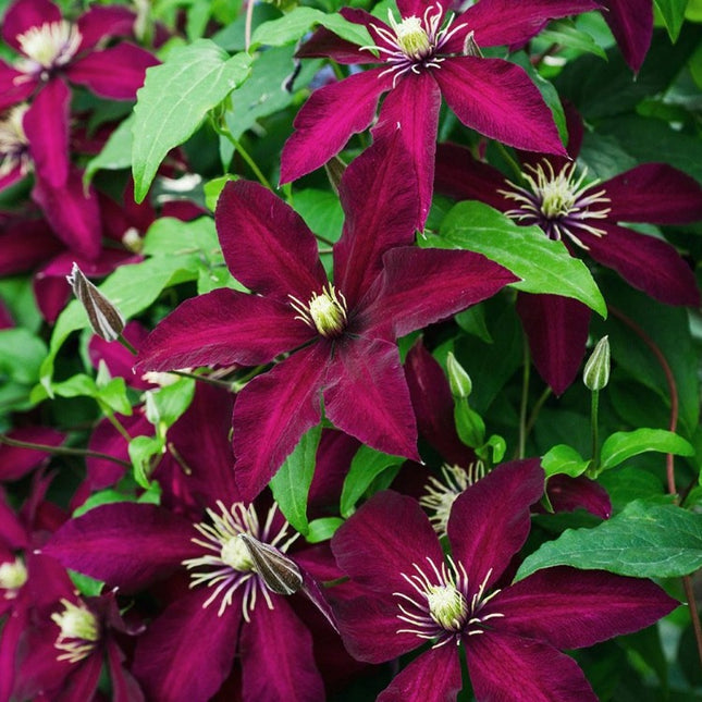 Bosrank - Clematis Niobe rood hoogte 65cm potmaat 15cm