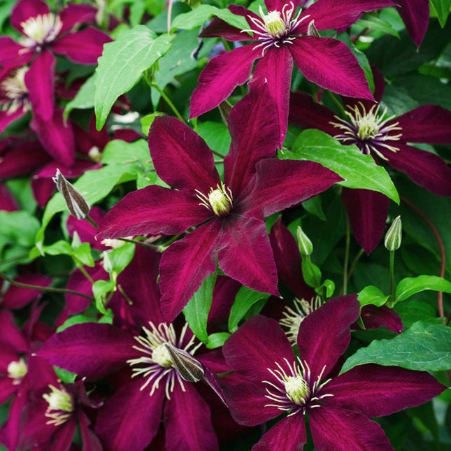 Set van 3 Bosrank - Clematis Niobe hoogte 65cm potmaat 15cm