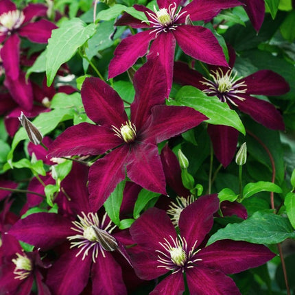 Set van 4 Bosrank - Clematis Niobe hoogte 65cm potmaat 15cm