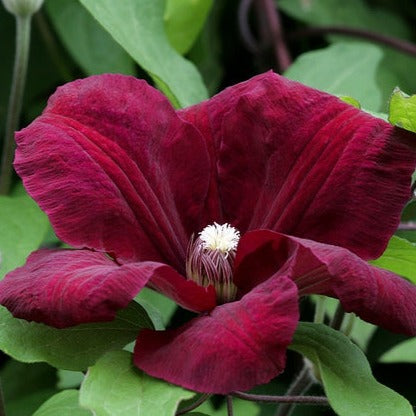 bosrank clematis rouge cardinal bloem