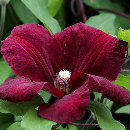 bosrank clematis rouge cardinal