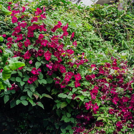 bosrank clematis rouge cardinal struik