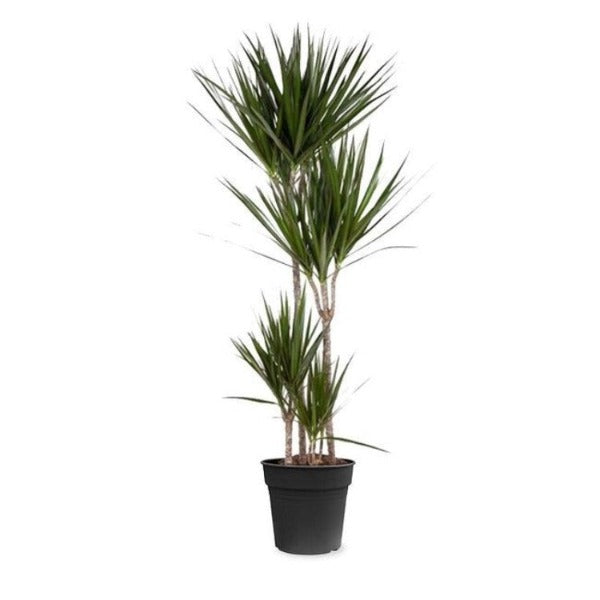 Drakenbloedboom - Dracaena Marginata in kweekpot hoogte 150 cm potmaat 27cm