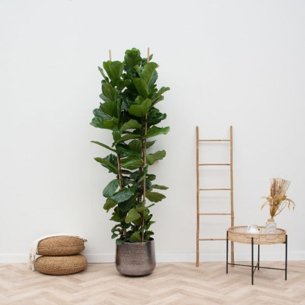 Tabaksplant - Ficus Lyrata XXL struik hoogte 250cm potmaat 48cm