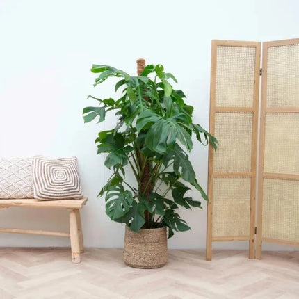 Gatenplant Monstera Deliciosa XXXL in mand hoogte 200cm potmaat 50cm