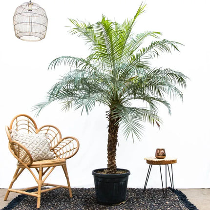 Dwergdadelpalm - Phoenix Roebelinii plant in kweekpot in kamer