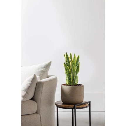 Vrouwentong - Sansevieria Laurentii hoogte 85cm potmaat 25cm