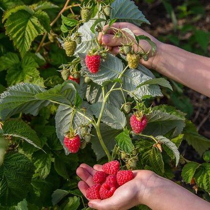 rubus plant in met frambozen