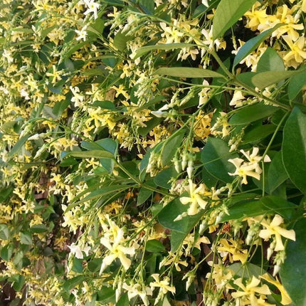 Toscaanse Jasmijn - Trachelospermum Jasminoides Geel hoogte 65cm potmaat 15cm