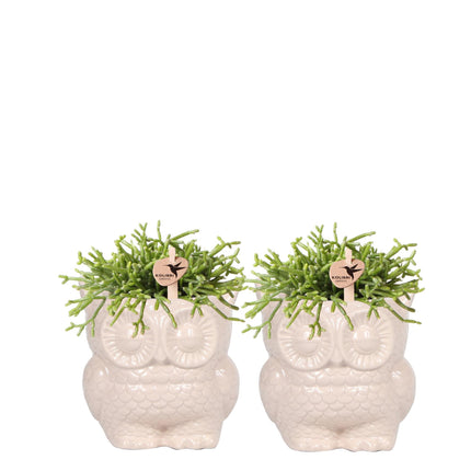 Kolibri Company - Planten set Owl sierpot nudekleurig | Set met groene planten Rhipsalis Ø9cm  | incl. nudekleurige keramieken sierpotten