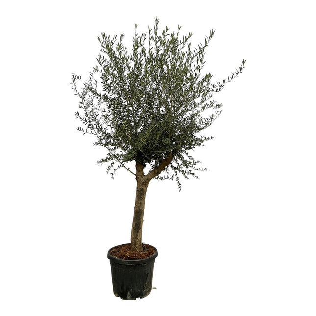 Olea Lorc hoogte 220cm potmaat 45cm