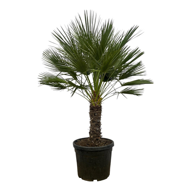 Chamaerops Humilis op stam - 180 cm - Ø45cm