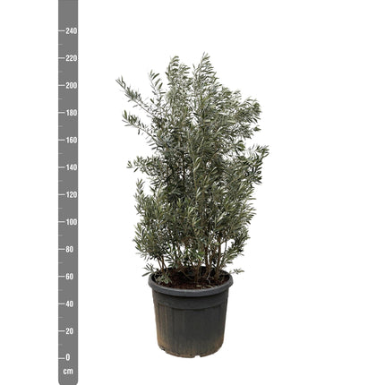 Olea Europaea struik hoogte 225cm potmaat 50cm