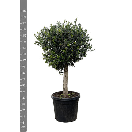 Olea Europaea Lorc hoogte 180cm potmaat 50cm