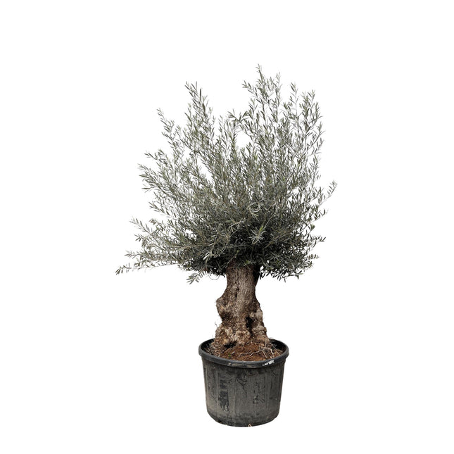 Olea Europaea Bonsai hoogte 225cm potmaat 80cm