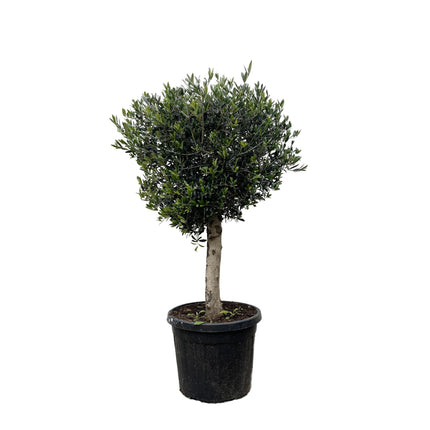 Olea Europaea Lorc hoogte 180cm potmaat 50cm