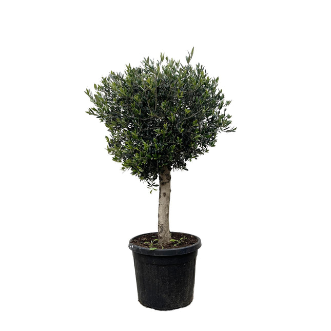 Olea Europaea Lorc hoogte 180cm potmaat 50cm