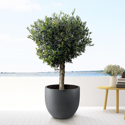 Olea Europaea Lorc hoogte 180cm potmaat 50cm