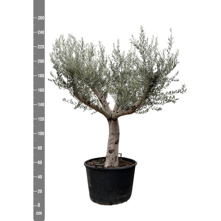 Olea Europaea Cultivo hoogte 250cm potmaat 80cm