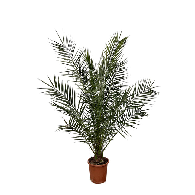 Phoenix Canariensis hoogte 180cm potmaat 24cm