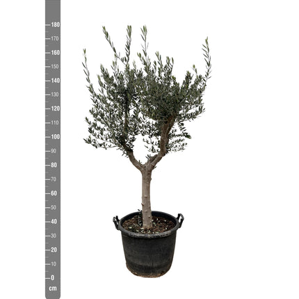 Olea Europaea Cultivo hoogte 210cm potmaat 45cm