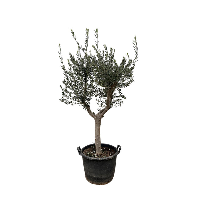 Olea Europaea Cultivo hoogte 210cm potmaat 45cm