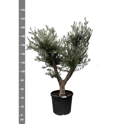 Olea Europaea Cultivo  hoogte 225cm potmaat 60cm