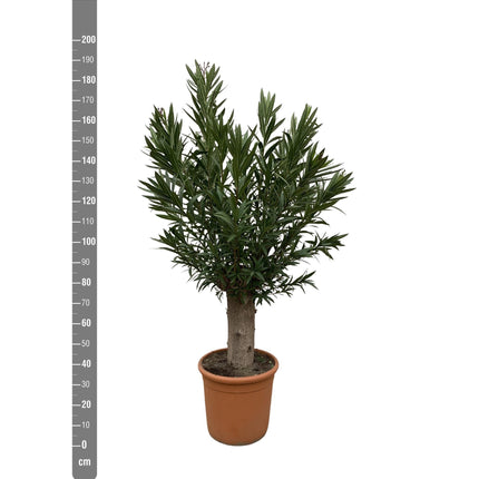 Nerium Oleander Bonsai hoogte 190cm potmaat 45cm