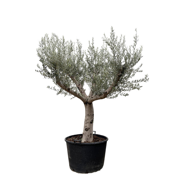 Olea Europaea Cultivo hoogte 250cm potmaat 80cm