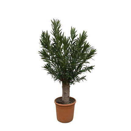 Nerium Oleander Bonsai hoogte 190cm potmaat 45cm