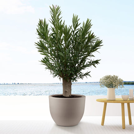 Nerium Oleander Bonsai hoogte 190cm potmaat 45cm