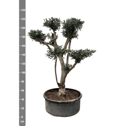 Olea Europaea Pompon  hoogte 225cm potmaat 80cm