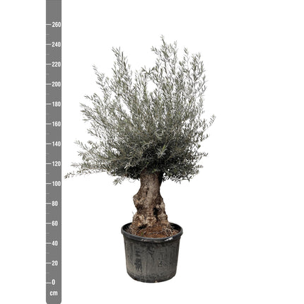 Olea Europaea Bonsai hoogte 225cm potmaat 80cm