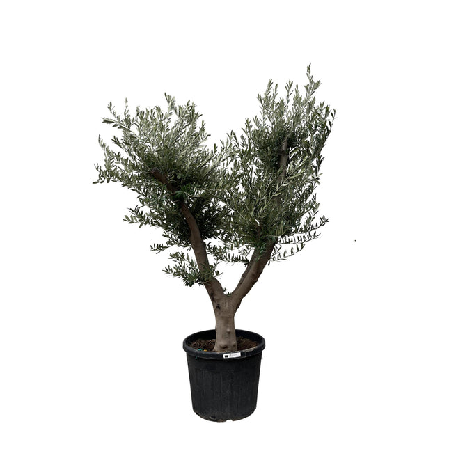 Olea Europaea Cultivo  hoogte 225cm potmaat 60cm