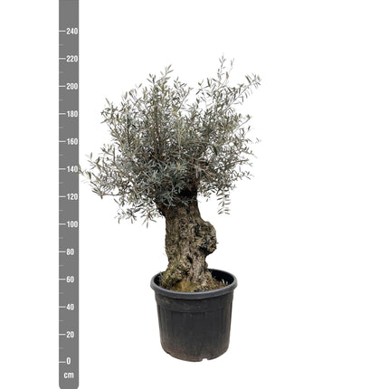 Olea Europaea Bonsai hoogte 250cm potmaat 65cm