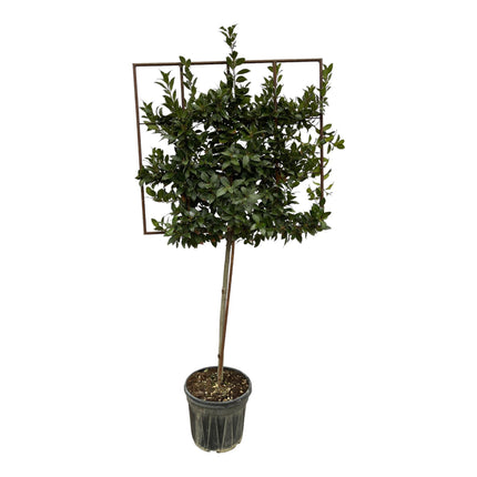 Laurus Nobilis boom op rek - 225 cm - Ø40cm